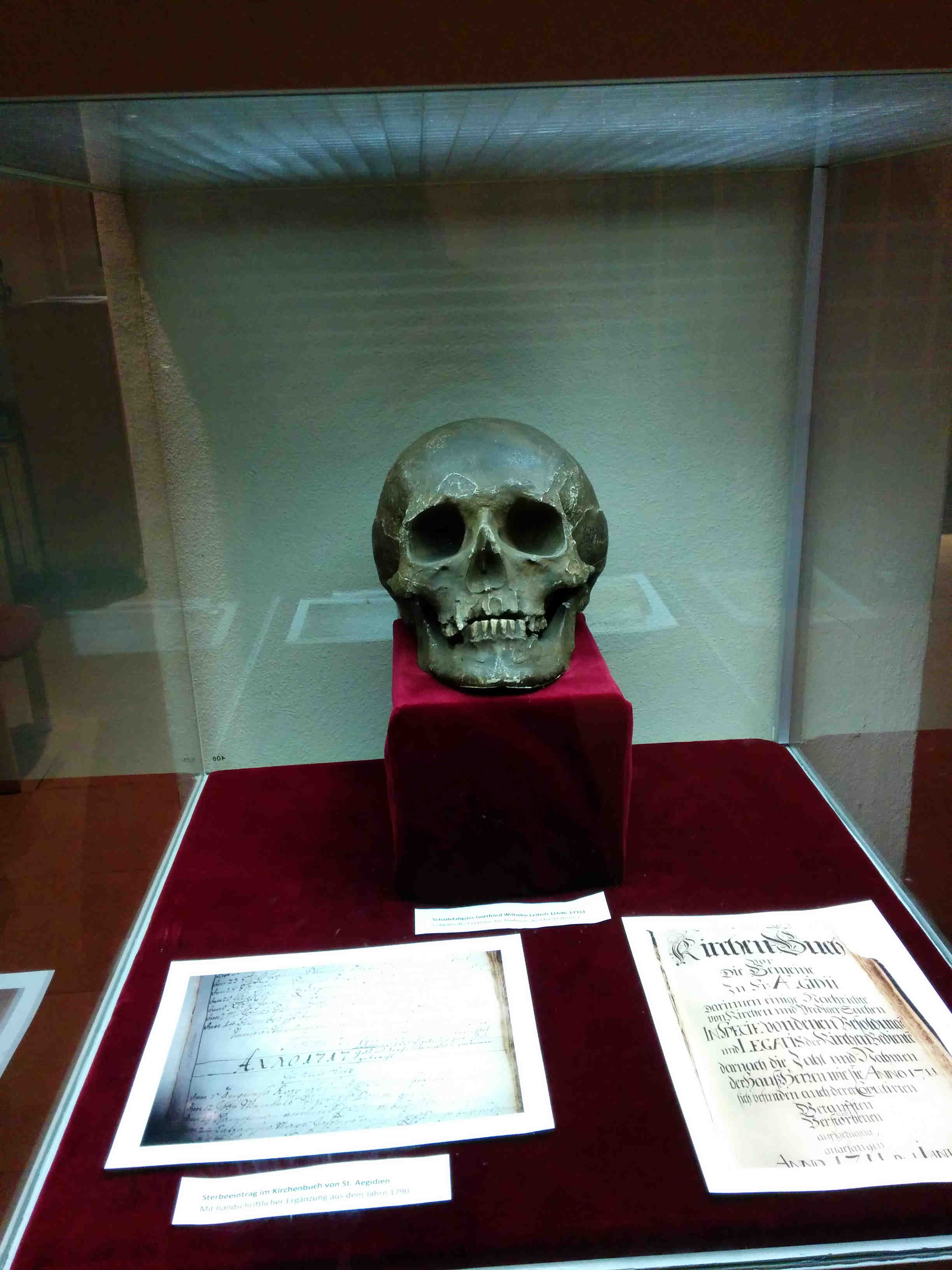 REPRODUCCION A TAMAÑO REAL DEL CRANEO DE G. LEIBNIZ